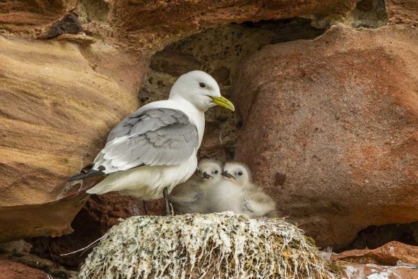 Scotland, Dunbar Kittiwake parent and chicks